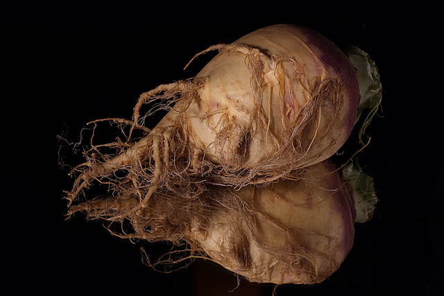 rooted