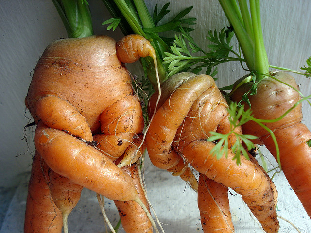 closer carrot can-can