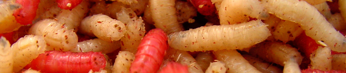 c02_maggots02