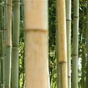 bamboo-hangers