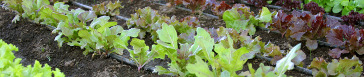 c26_greenhouses02