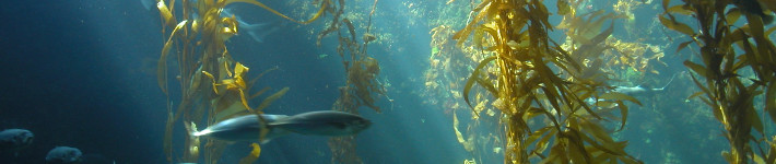 c41_electricity_seawater_02