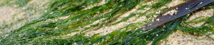 c41_electricity_seawater_03