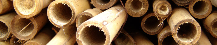 c44_bamboo02