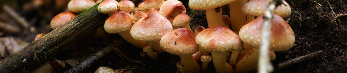 c54_fungi02