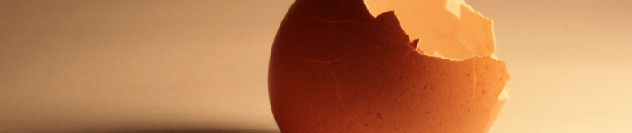 c66_eggshells03