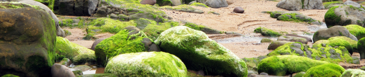 c77_algae01