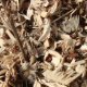 cellulose