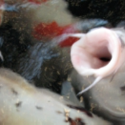 fish-feed