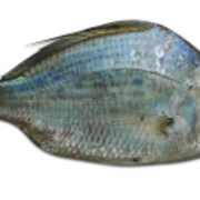 aquaculture