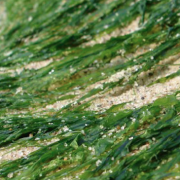 algae-fibers