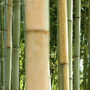 bamboo-hangers