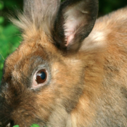 rabbits-fuel