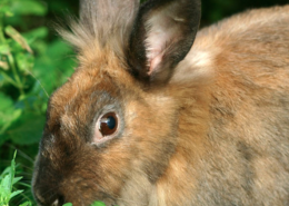 rabbits-fuel