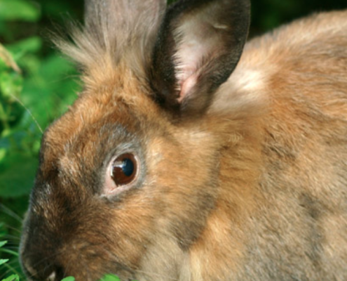 rabbits-fuel