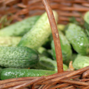 urban-agriculture