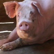 Sustainability on the Pig Farm