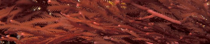 c13_antibacterial02