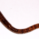 worms-water