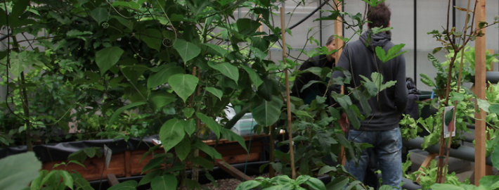 Aquaponics: Material flow aquarium
