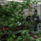 Aquaponics: Material flow aquarium