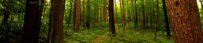 c67_trees03