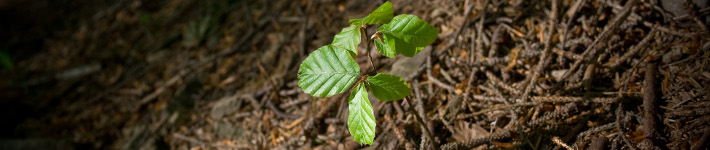 c67_trees04