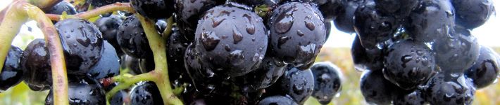 c102_seeds_03