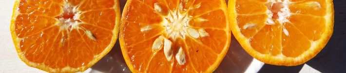 c102_seeds_04
